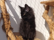 Kurilsky bobtail zeus14