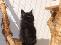 Kurilsky bobtail zeus15