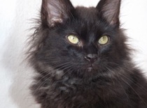 Kurilsky bobtail zeus2