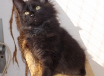 Kurilsky bobtail zeus4