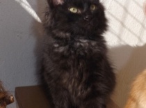 Kurilsky bobtail zeus5