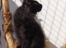 Kurilsky bobtail zeus9