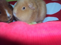 Moje okurka, nedám!