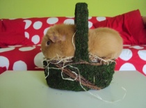 Malý košík,nebo velké morče?