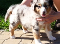 Jedna z posledních fotek z Chs