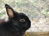 Detail Ťapčiny hlavy