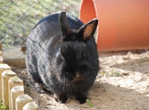 Co asi bude k obědu??? Krásně to voní