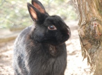 [field_gallery-nid]_[filefield-onlyname-original].[filefield-extension-original]