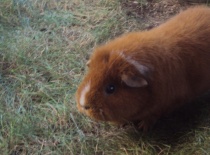 moc trávy tu na mě nezbylo