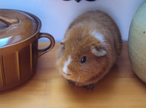 a tady už naštěstí VEDLE hrnce