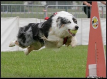 Terry flyball