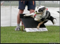 Terry flyball
