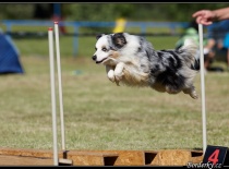 Výcvik agility