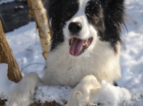 "Zimní," leden 2013