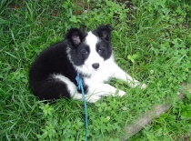 Ještě štěňátko, léto 2007