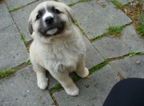 [field_gallery-nid]_[filefield-onlyname-original].[filefield-extension-original]