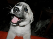 [field_gallery-nid]_[filefield-onlyname-original].[filefield-extension-original]