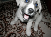 [field_gallery-nid]_[filefield-onlyname-original].[filefield-extension-original]