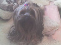 yorkšírek pejsek 3roky  Arčí