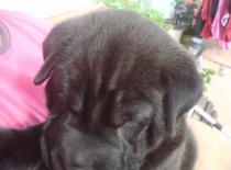 No a ještě jednou Alvin