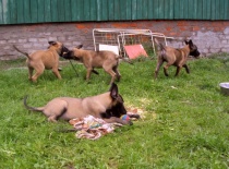 štěňata na zahradě