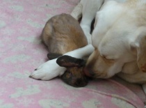 malej kámoš, ne oběd 