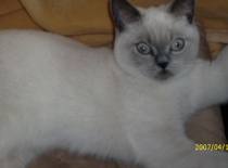 [field_gallery-nid]_[filefield-onlyname-original].[filefield-extension-original]