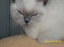 [field_gallery-nid]_[filefield-onlyname-original].[filefield-extension-original]