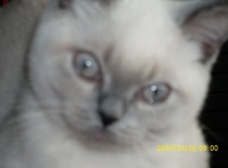 [field_gallery-nid]_[filefield-onlyname-original].[filefield-extension-original]