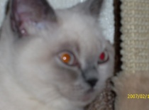 [field_gallery-nid]_[filefield-onlyname-original].[filefield-extension-original]