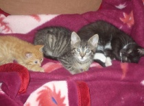 [field_gallery-nid]_[filefield-onlyname-original].[filefield-extension-original]