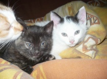 [field_gallery-nid]_[filefield-onlyname-original].[filefield-extension-original]