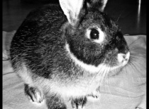 406514 1825780940579 1451635764 n