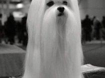 Baron of Angela White