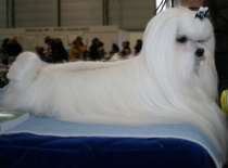 Baron of Angela White