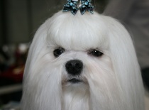 Baron of Angela White