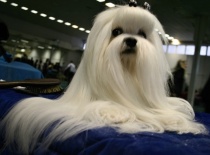 Baron of Angela White