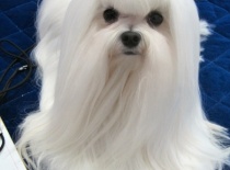 Baron of Angela White