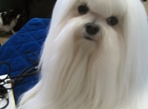 Baron of Angela White