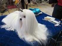 Baron of Angela White