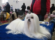 Baron of Angela White