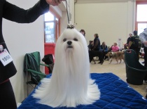 Baron of Angela White