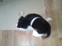 do čeho jsem se to zamotala ? :)