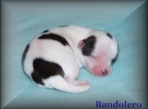 Bandolero 1