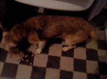 [field_gallery-nid]_[filefield-onlyname-original].[filefield-extension-original]