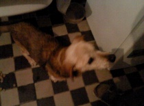 [field_gallery-nid]_[filefield-onlyname-original].[filefield-extension-original]