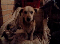 [field_gallery-nid]_[filefield-onlyname-original].[filefield-extension-original]