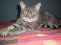 já nespím, jen odpočívám