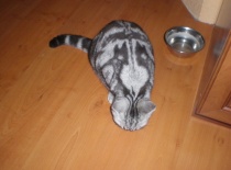 [field_gallery-nid]_[filefield-onlyname-original].[filefield-extension-original]