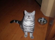 [field_gallery-nid]_[filefield-onlyname-original].[filefield-extension-original]